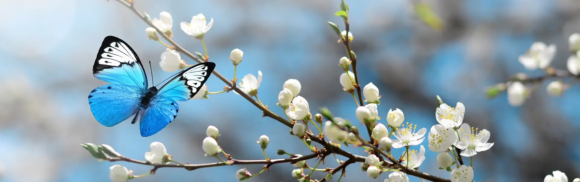 Cherry blossom in wild and butterfly. Springtime